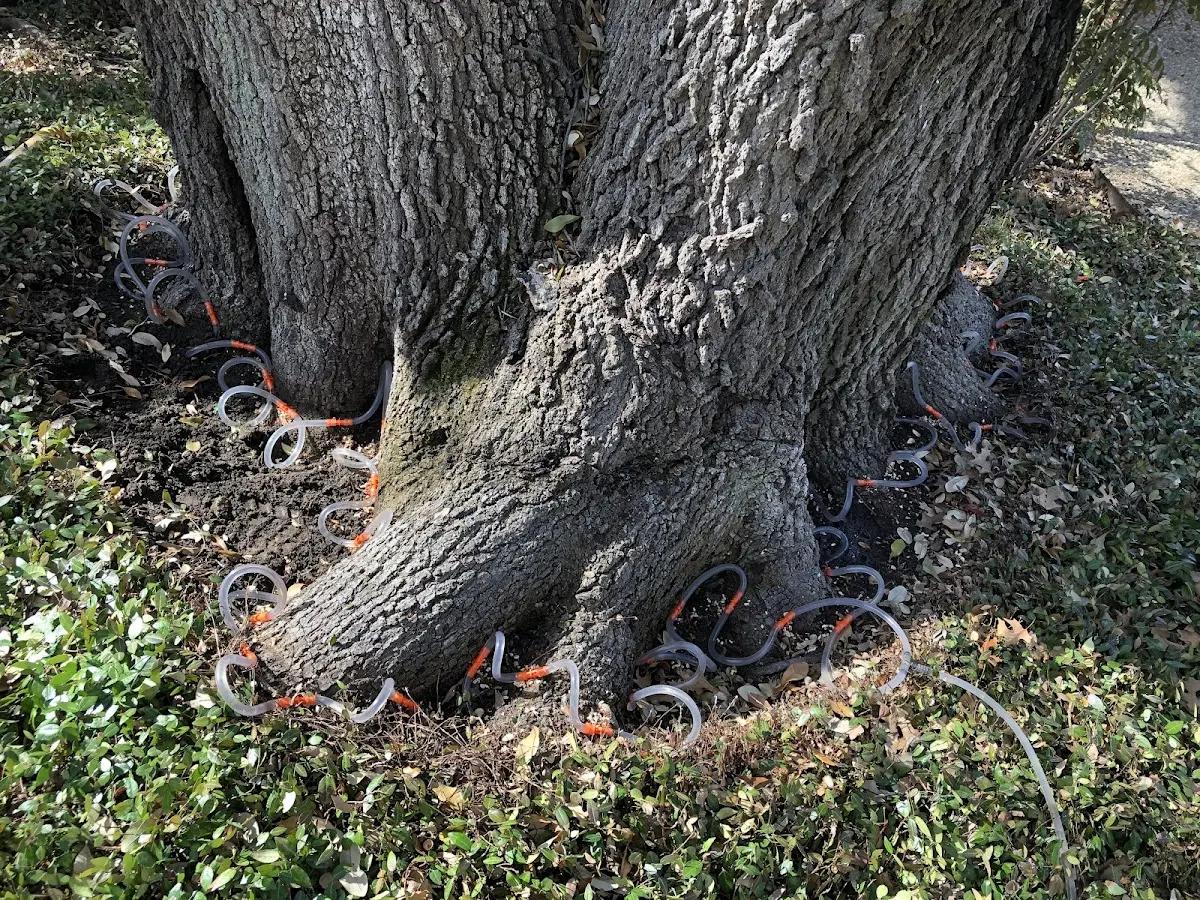 Detailed Tree Cabling and Bracing job site in Scotch Plains