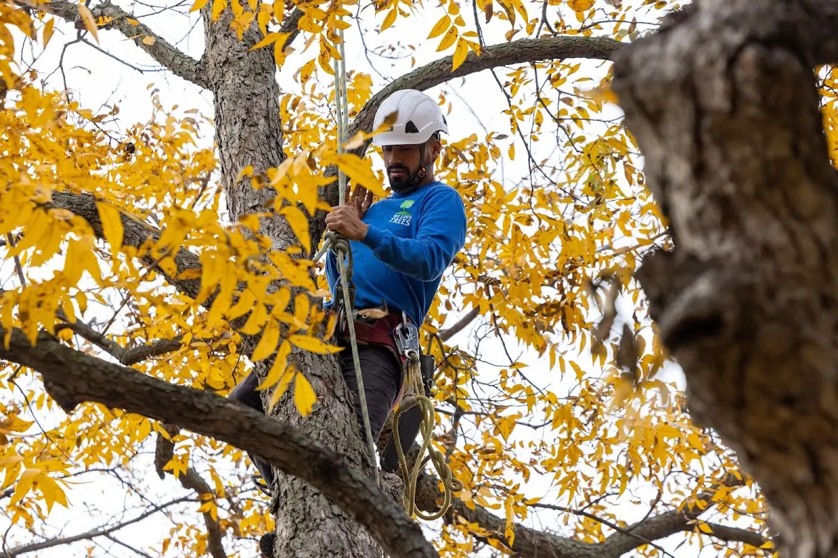 Skilled Tree Planting crew working in Scotch Plains