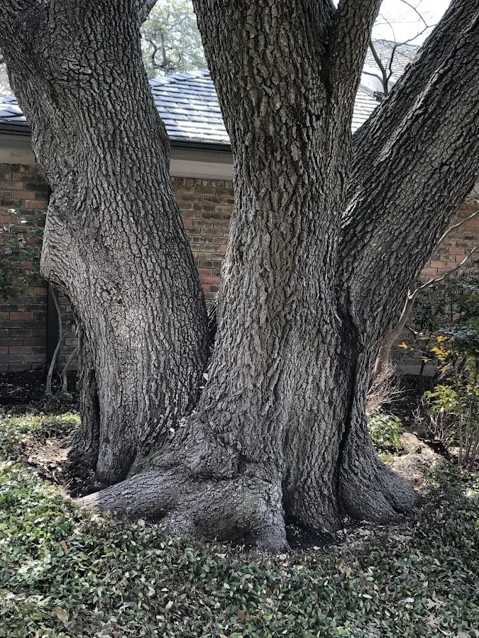Mature heritage tree close to a Scotch Plains property cared for by certified arborists