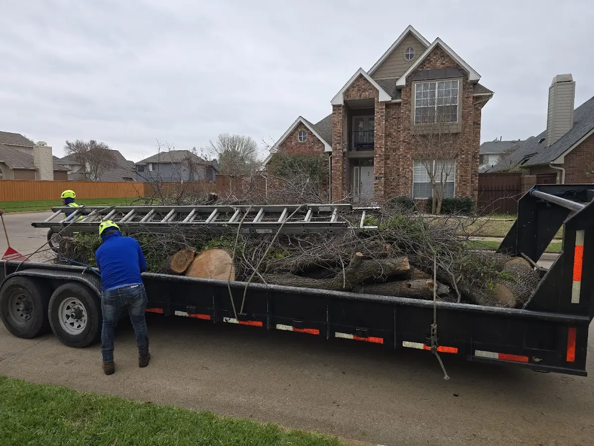 Expert Tree Removal with proper safety equipment in Scotch Plains